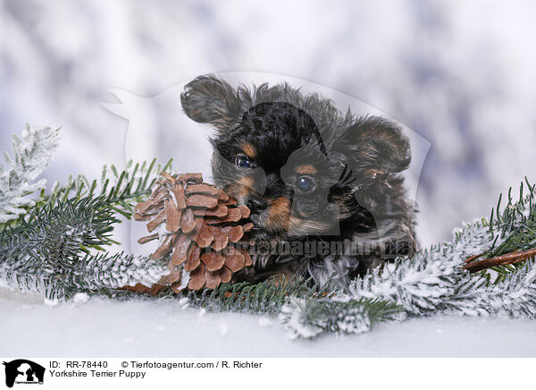 Yorkshire Terrier Welpe / Yorkshire Terrier Puppy / RR-78440