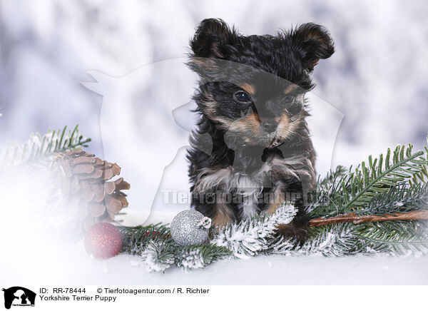 Yorkshire Terrier Welpe / Yorkshire Terrier Puppy / RR-78444