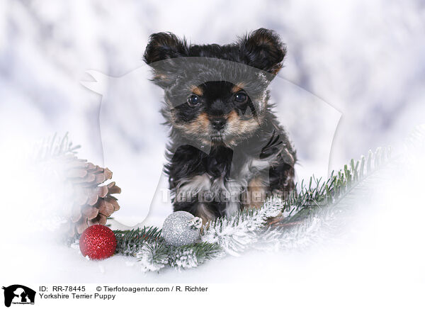 Yorkshire Terrier Welpe / Yorkshire Terrier Puppy / RR-78445