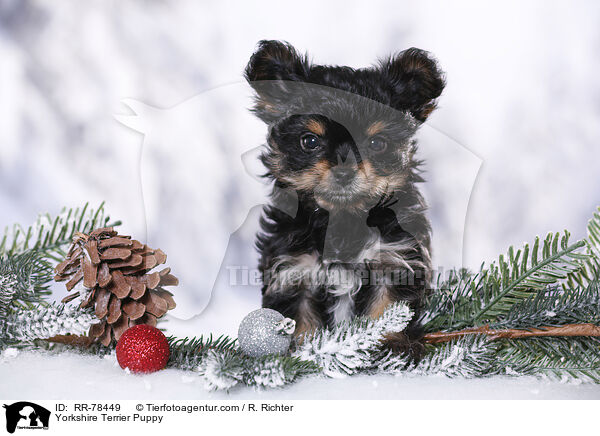 Yorkshire Terrier Puppy / RR-78449