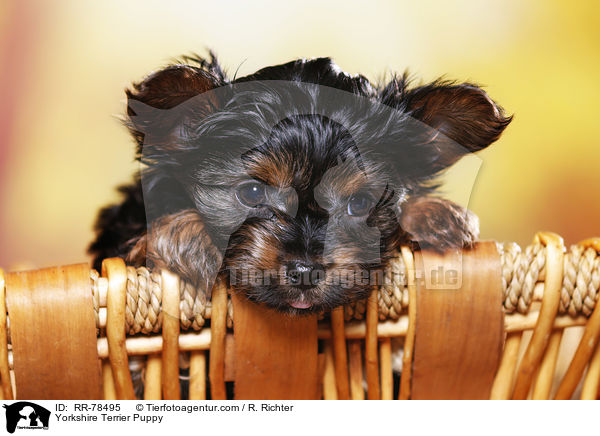 Yorkshire Terrier Welpe / Yorkshire Terrier Puppy / RR-78495