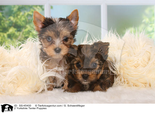 2 Yorkshire Terrier Welpen / 2 Yorkshire Terrier Puppies / SS-45400
