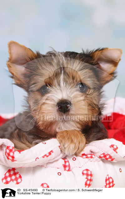 Yorkshire Terrier Welpe / Yorkshire Terrier Puppy / SS-45490