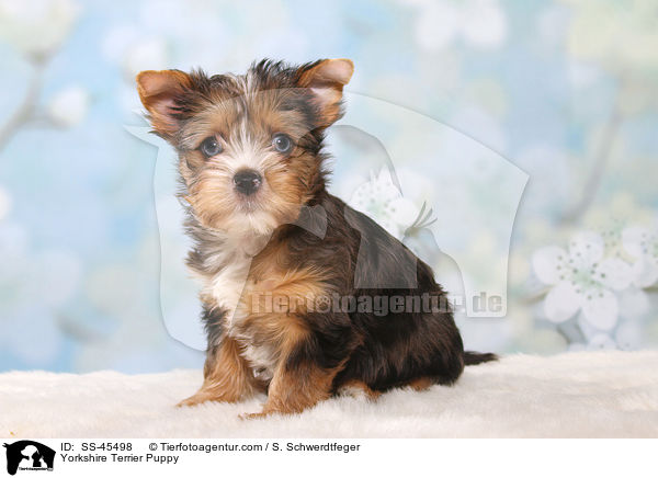 Yorkshire Terrier Welpe / Yorkshire Terrier Puppy / SS-45498