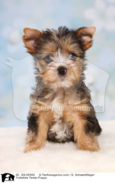 Yorkshire Terrier Welpe / Yorkshire Terrier Puppy / SS-45500