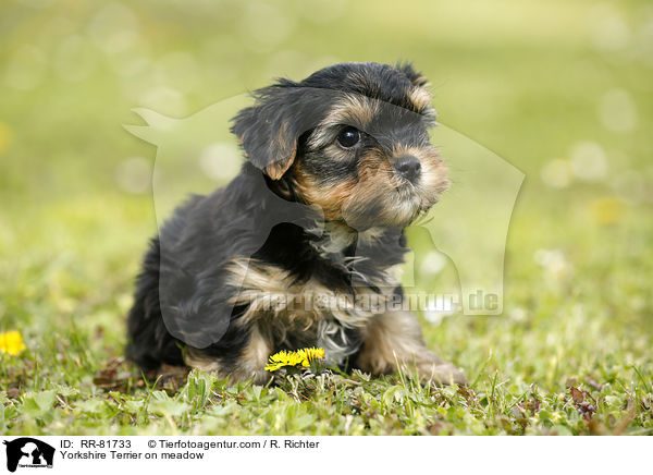Yorkshire Terrier auf Wiese / Yorkshire Terrier on meadow / RR-81733