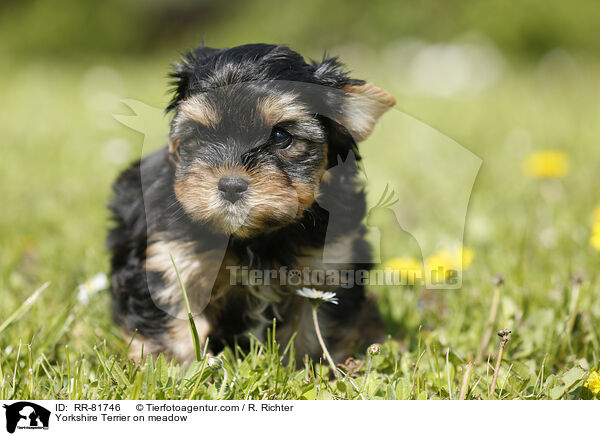 Yorkshire Terrier auf Wiese / Yorkshire Terrier on meadow / RR-81746