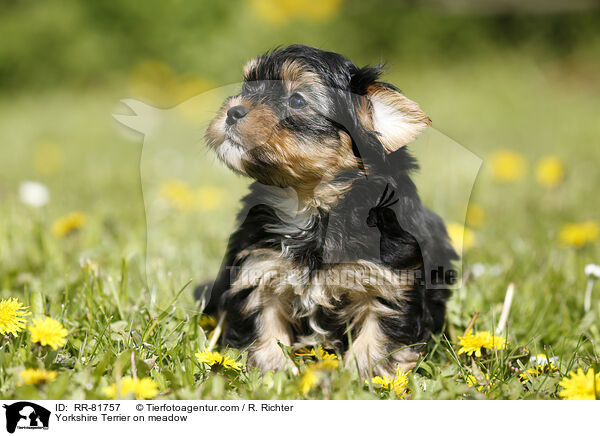 Yorkshire Terrier auf Wiese / Yorkshire Terrier on meadow / RR-81757