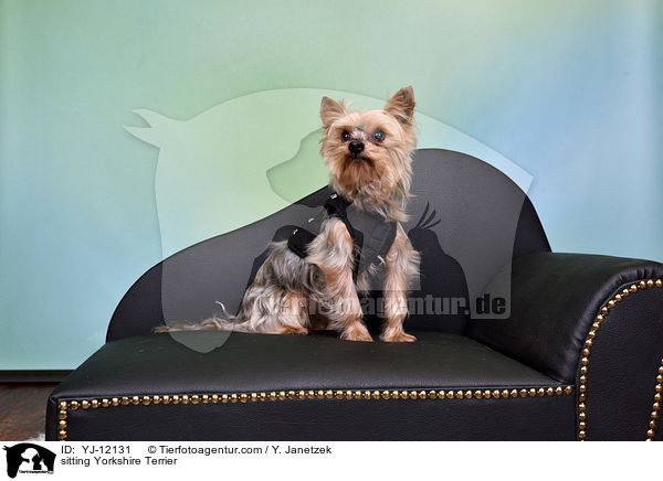 sitzender Yorkshire Terrier / sitting Yorkshire Terrier / YJ-12131