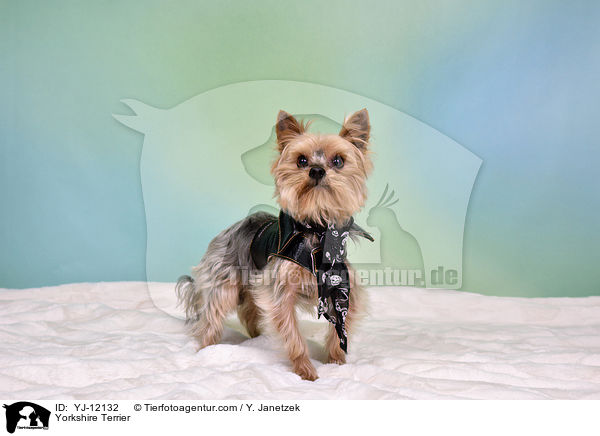 Yorkshire Terrier / Yorkshire Terrier / YJ-12132