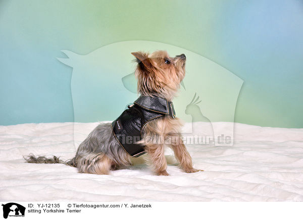 sitzender Yorkshire Terrier / sitting Yorkshire Terrier / YJ-12135