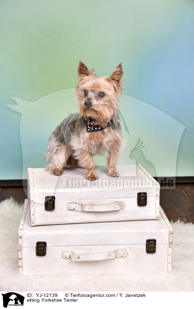 sitzender Yorkshire Terrier / sitting Yorkshire Terrier / YJ-12139