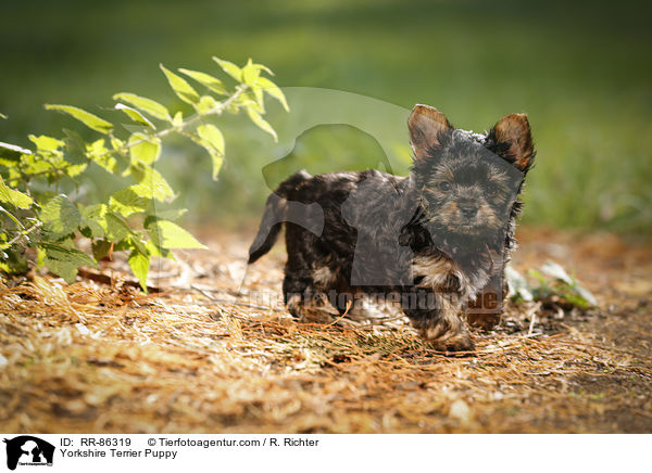 Yorkshire Terrier Welpe / Yorkshire Terrier Puppy / RR-86319