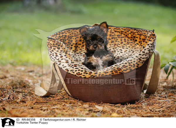 Yorkshire Terrier Welpe / Yorkshire Terrier Puppy / RR-86356
