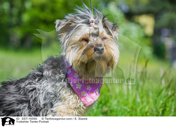 Yorkshire Terrier Portrait / Yorkshire Terrier Portrait / SST-16590