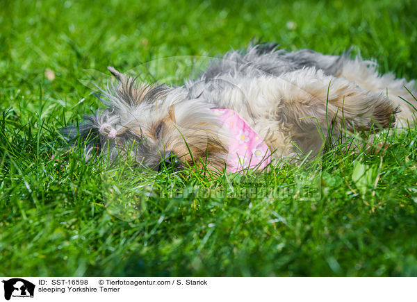 schlafender Yorkshire Terrier / sleeping Yorkshire Terrier / SST-16598