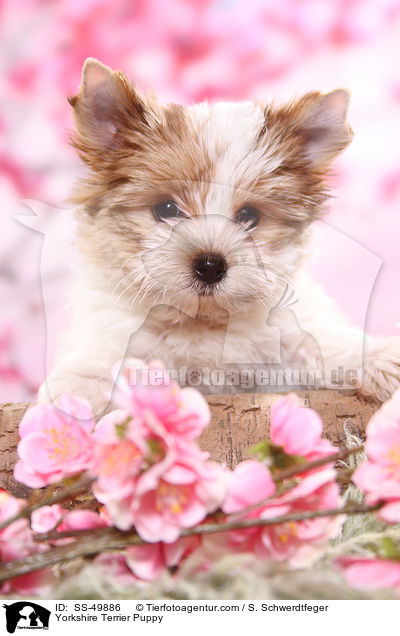 Yorkshire Terrier Welpe / Yorkshire Terrier Puppy / SS-49886