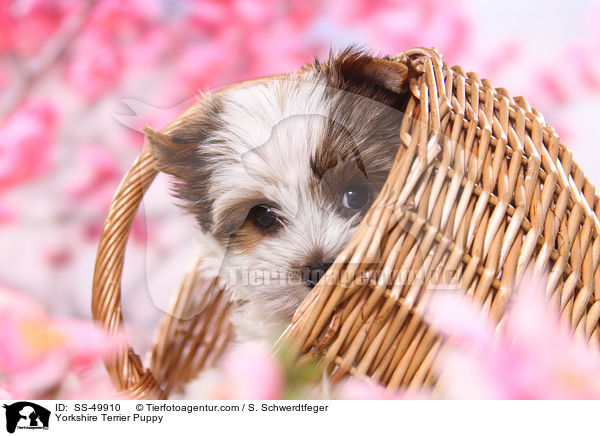 Yorkshire Terrier Welpe / Yorkshire Terrier Puppy / SS-49910