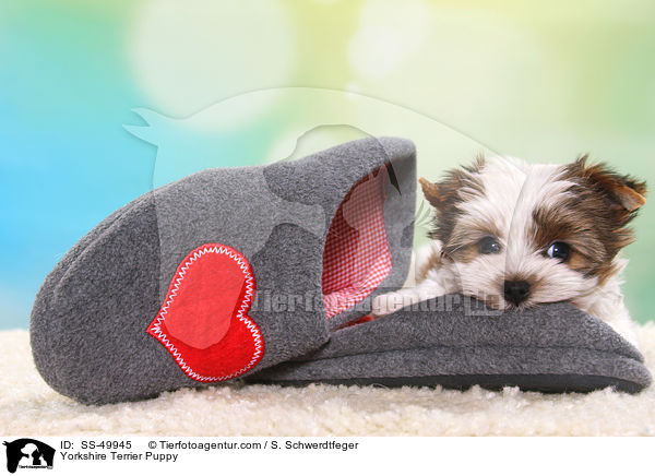Yorkshire Terrier Welpe / Yorkshire Terrier Puppy / SS-49945