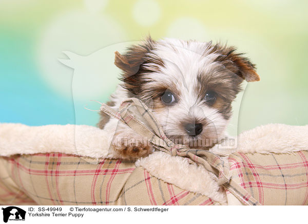 Yorkshire Terrier Welpe / Yorkshire Terrier Puppy / SS-49949