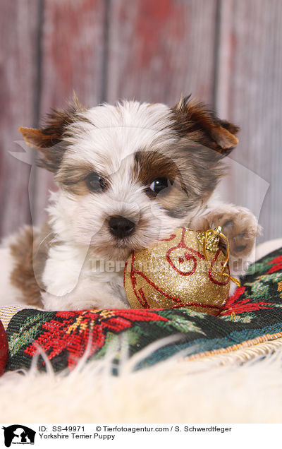 Yorkshire Terrier Welpe / Yorkshire Terrier Puppy / SS-49971