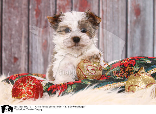 Yorkshire Terrier Welpe / Yorkshire Terrier Puppy / SS-49975