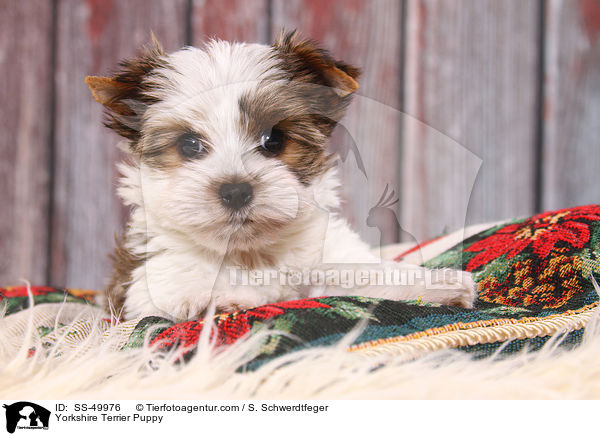 Yorkshire Terrier Welpe / Yorkshire Terrier Puppy / SS-49976