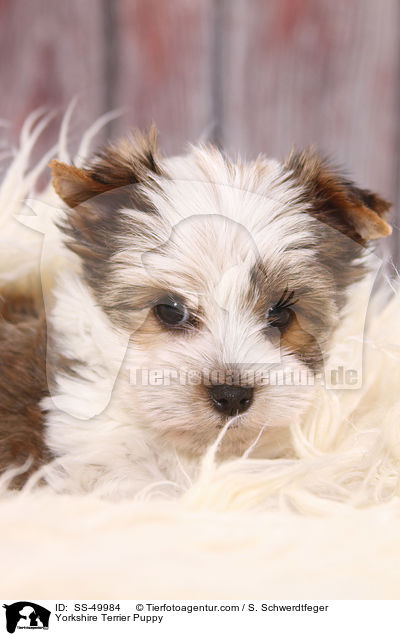 Yorkshire Terrier Welpe / Yorkshire Terrier Puppy / SS-49984
