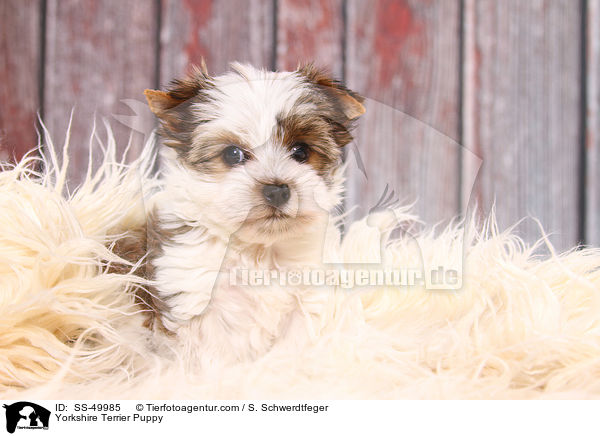 Yorkshire Terrier Welpe / Yorkshire Terrier Puppy / SS-49985