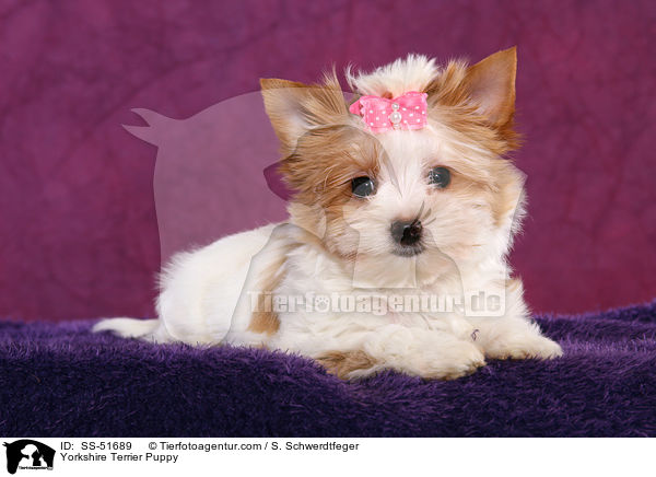 Yorkshire Terrier Welpe / Yorkshire Terrier Puppy / SS-51689