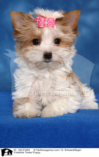 Yorkshire Terrier Welpe / Yorkshire Terrier Puppy / SS-51694
