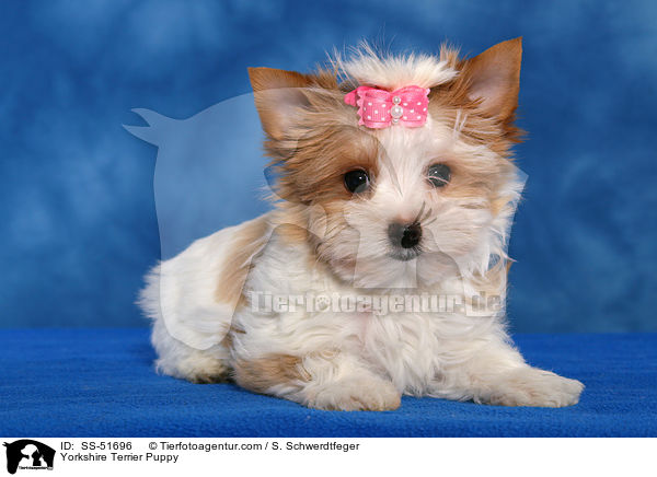 Yorkshire Terrier Welpe / Yorkshire Terrier Puppy / SS-51696