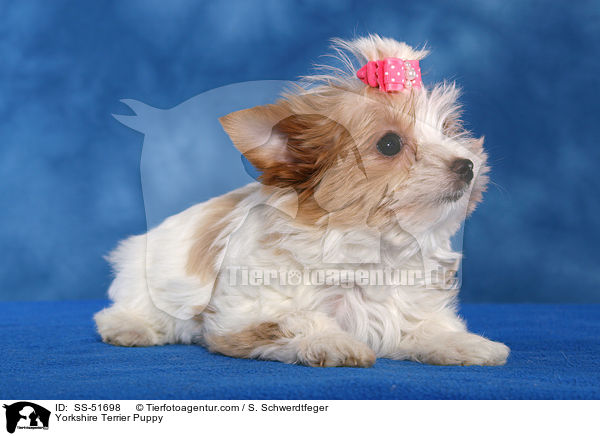 Yorkshire Terrier Welpe / Yorkshire Terrier Puppy / SS-51698