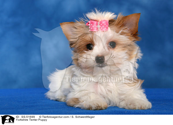 Yorkshire Terrier Welpe / Yorkshire Terrier Puppy / SS-51699