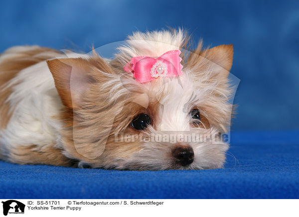 Yorkshire Terrier Welpe / Yorkshire Terrier Puppy / SS-51701