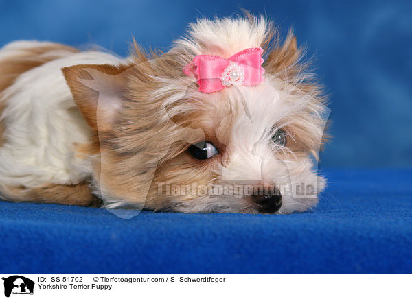 Yorkshire Terrier Welpe / Yorkshire Terrier Puppy / SS-51702