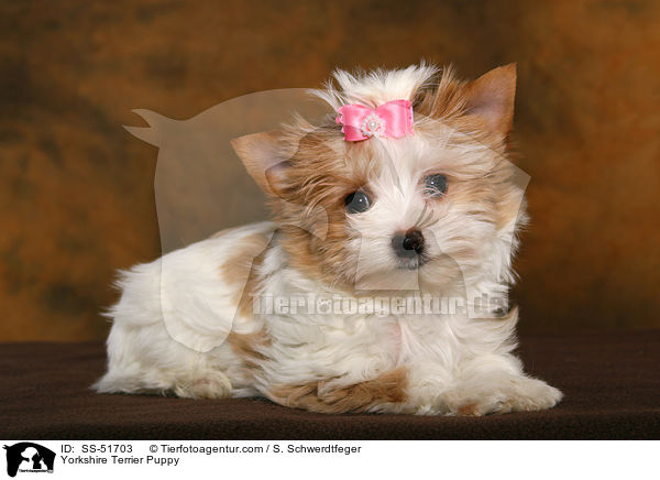Yorkshire Terrier Welpe / Yorkshire Terrier Puppy / SS-51703