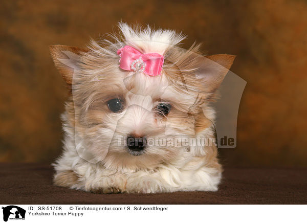 Yorkshire Terrier Welpe / Yorkshire Terrier Puppy / SS-51708