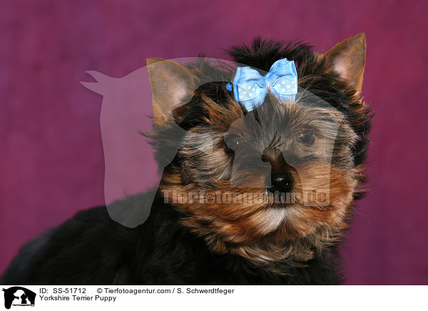 Yorkshire Terrier Welpe / Yorkshire Terrier Puppy / SS-51712