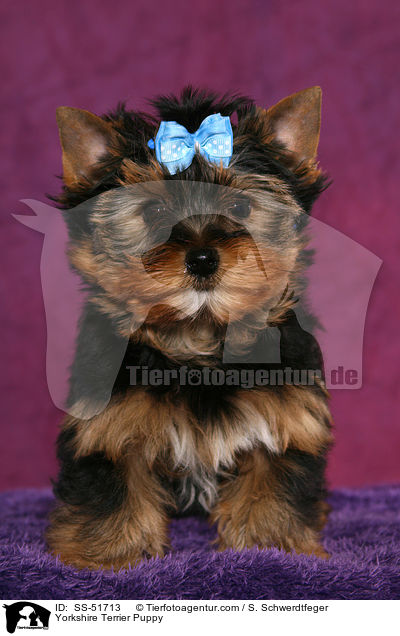 Yorkshire Terrier Welpe / Yorkshire Terrier Puppy / SS-51713