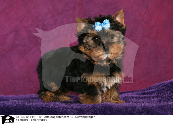 Yorkshire Terrier Welpe / Yorkshire Terrier Puppy / SS-51714