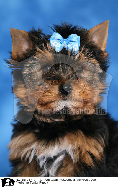 Yorkshire Terrier Welpe / Yorkshire Terrier Puppy / SS-51717