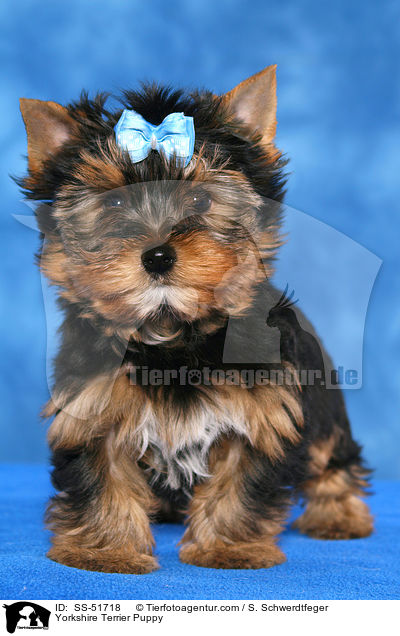 Yorkshire Terrier Welpe / Yorkshire Terrier Puppy / SS-51718
