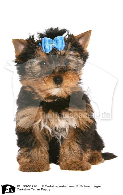 Yorkshire Terrier Welpe / Yorkshire Terrier Puppy / SS-51720