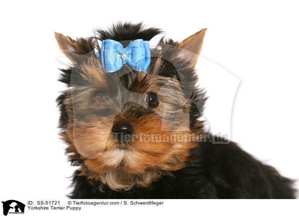 Yorkshire Terrier Welpe / Yorkshire Terrier Puppy / SS-51721