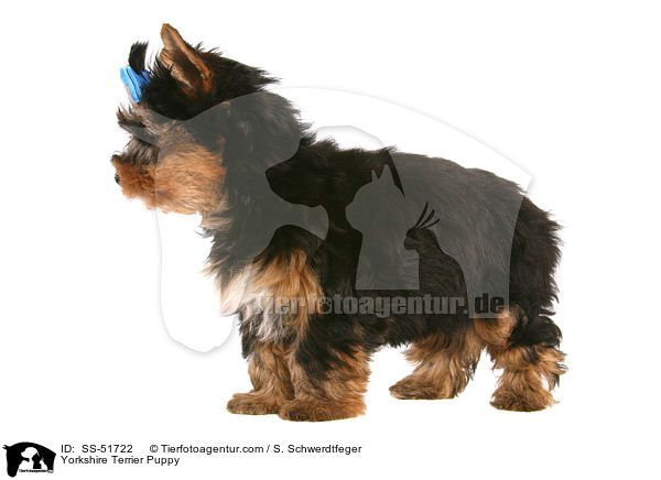 Yorkshire Terrier Welpe / Yorkshire Terrier Puppy / SS-51722