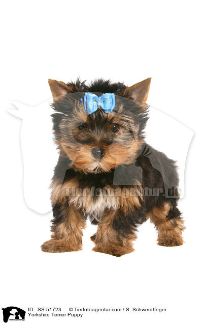 Yorkshire Terrier Welpe / Yorkshire Terrier Puppy / SS-51723