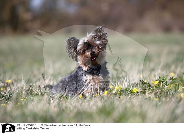sitzender Yorkshire Terrier / sitting Yorkshire Terrier / JH-25900