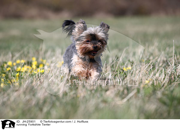 rennender Yorkshire Terrier / running Yorkshire Terrier / JH-25901