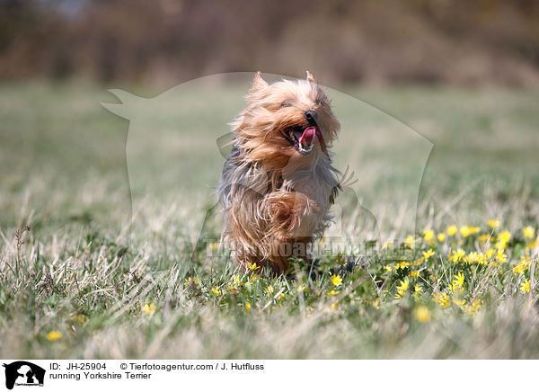rennender Yorkshire Terrier / running Yorkshire Terrier / JH-25904